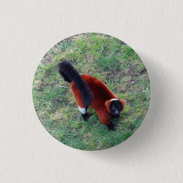 Red Ruffed Lemur #1 Pinback Button (Front)