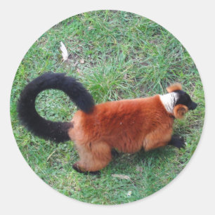 Red Ruffed Lemur #2 Stickers