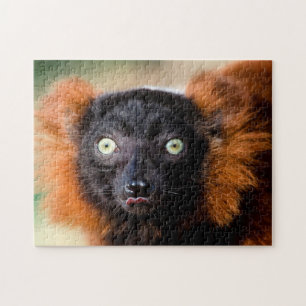Red Ruffed Lemur, Jigsaw Puzzle