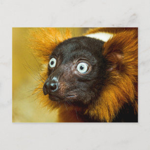 Red Ruffled Lemur Postcard