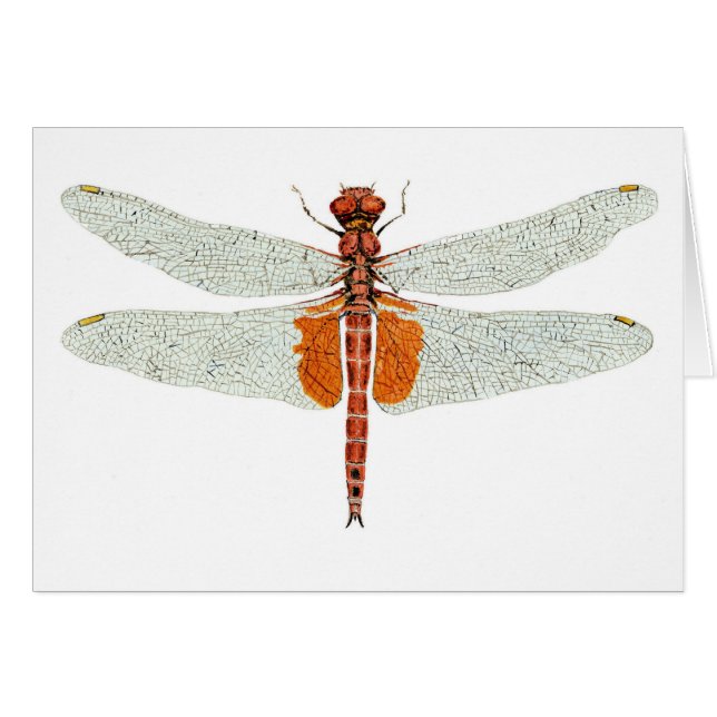 Red Saddlebags Dragonfly Watercolor (Front Horizontal)