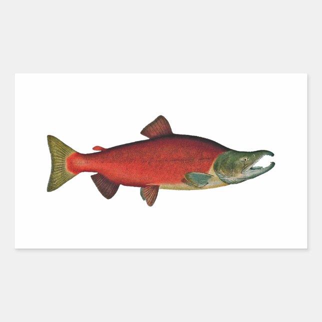 Red Salmon (spawning phase) Sticker (Front)