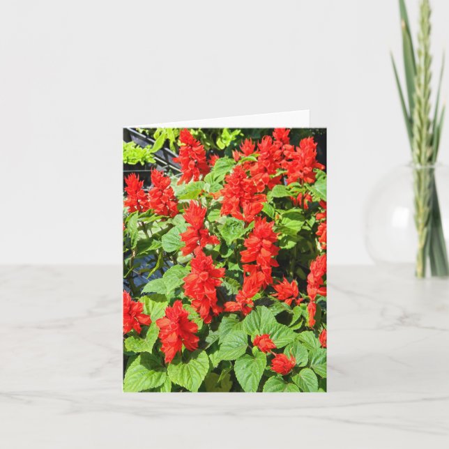 Red Salvia... Card (Front)