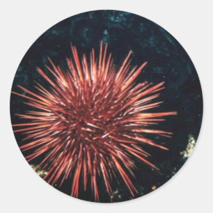 Red Sea Urchin Classic Round Sticker