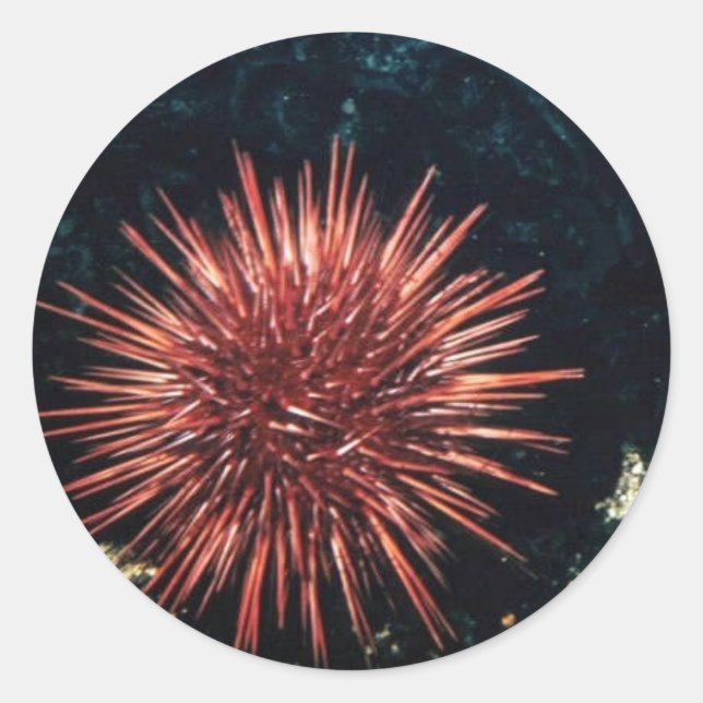 Red Sea Urchin Classic Round Sticker (Front)