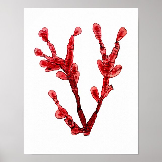 Red Seaweed Art Print No.8 Beach Decor (Front)