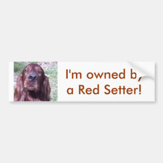 Red Setter Bumper Sticker