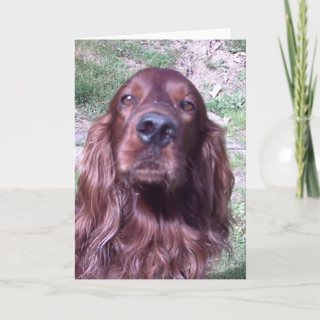 Red setter card (Front)