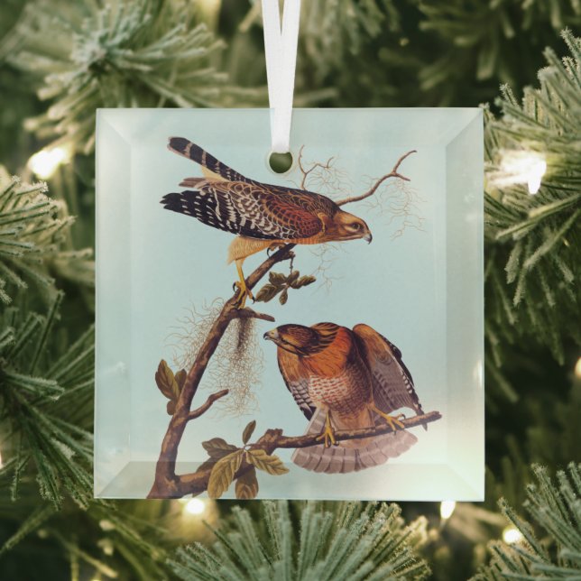 Red Shouldered Hawk Audubon Bird of Prey Glass Ornament (Insitu)