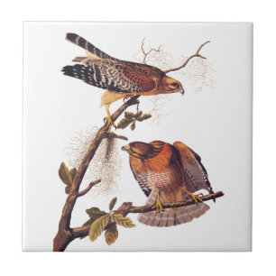 Red Shouldered Hawk Audubon Bird of Prey Tile