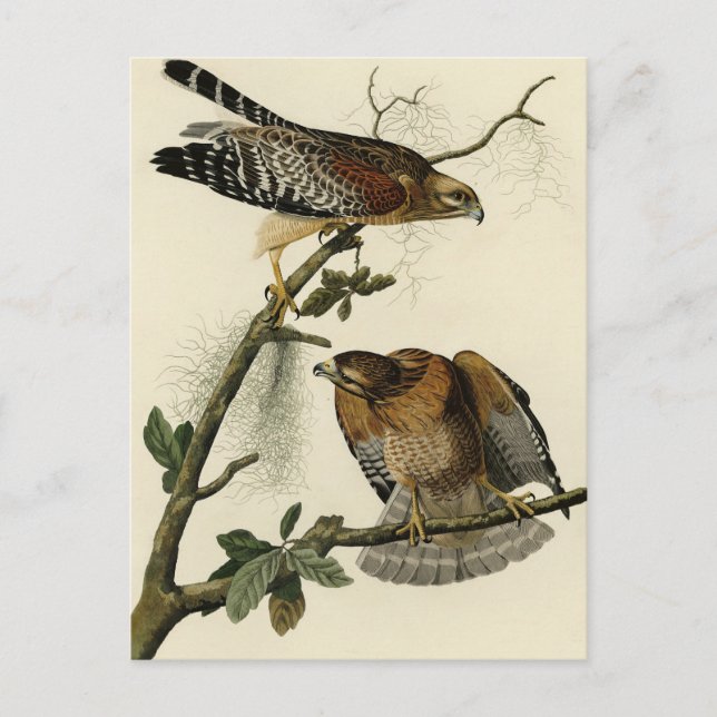 Red-shouldered Hawk - Audubon's Birds of America Postcard (Front)