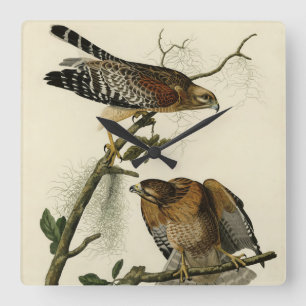 Red-shouldered Hawk - Audubon's Birds of America Square Wall Clock