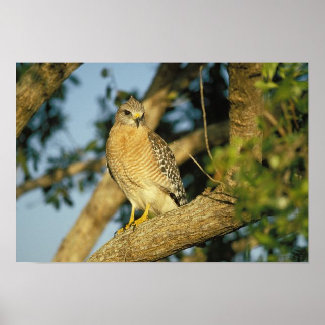 red-shouldered hawk, Buteo lineatus, sits on Poster (Front)