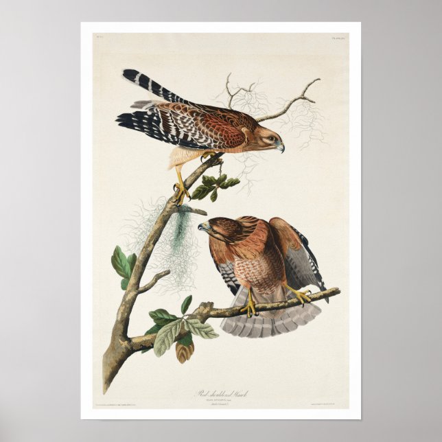 Red-shouldered Hawk by Audubon Poster (Front)