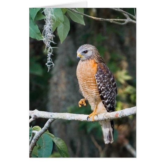 Red Shouldered Hawk Card