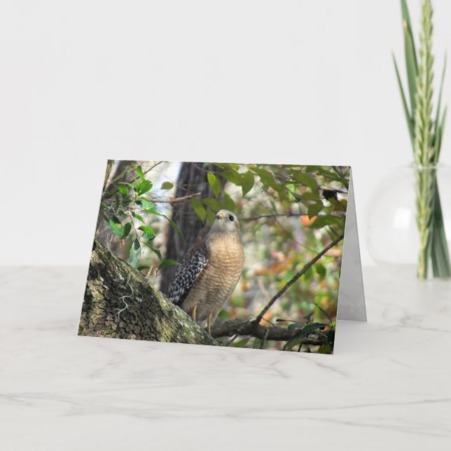 Red Shouldered Hawk Greeting Card (Front)