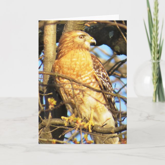Red-shouldered Hawk Greeting Card (Front)