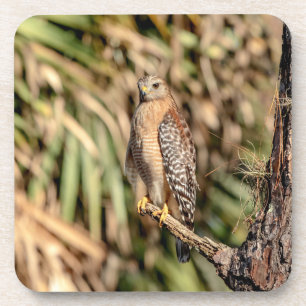 Red Shouldered Hawk in a tree Coaster