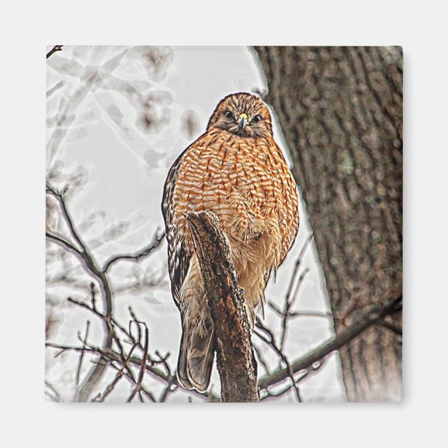 Red Shouldered Hawk in a tree Magnet (Front)