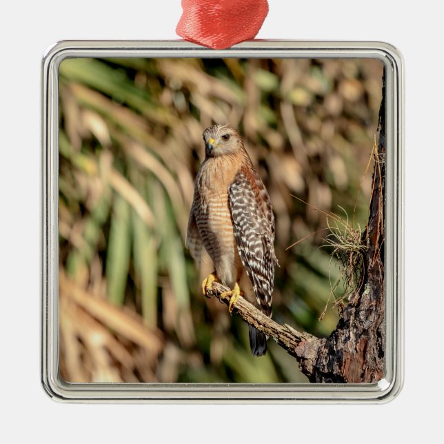Red Shouldered Hawk in a tree Metal Ornament (Front)