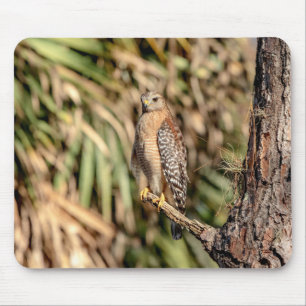 Red Shouldered Hawk in a tree Mouse Pad