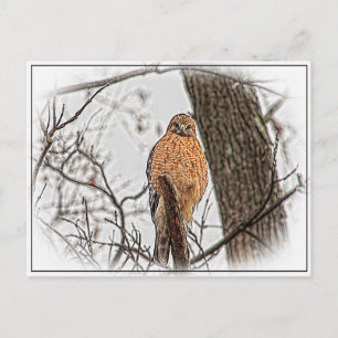 Red Shouldered Hawk in a tree Postcard