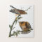 Red-shouldered Hawk