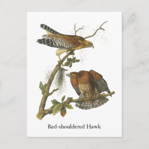 Red-shouldered Hawk, John Audubon Postcard
