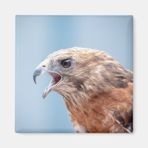 Red Shouldered Hawk Magnet