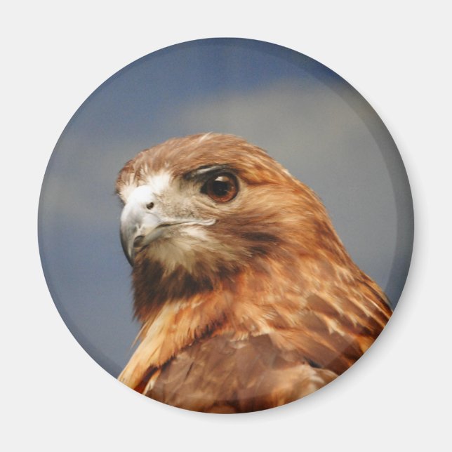 Red shouldered Hawk Magnet (Front)