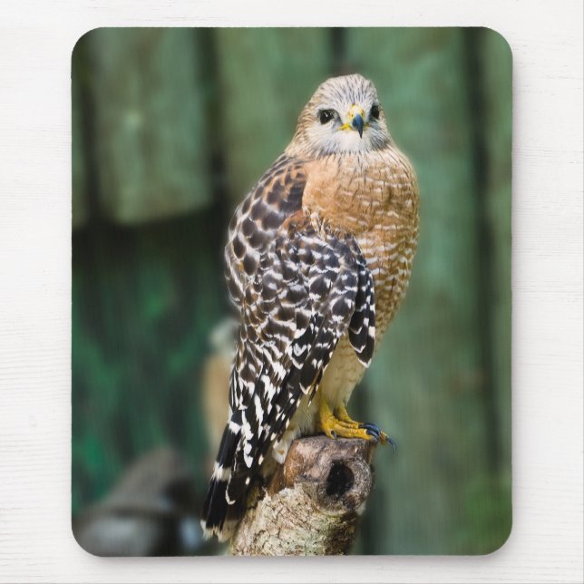 Red-shouldered Hawk Mousepad (Front)