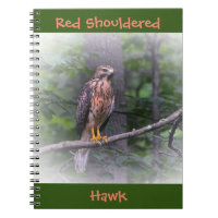 Red Shouldered Hawk