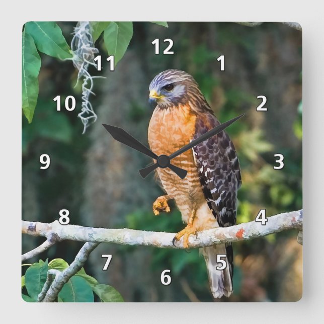 Red-Shouldered Hawk on a Limb Clock (Front)