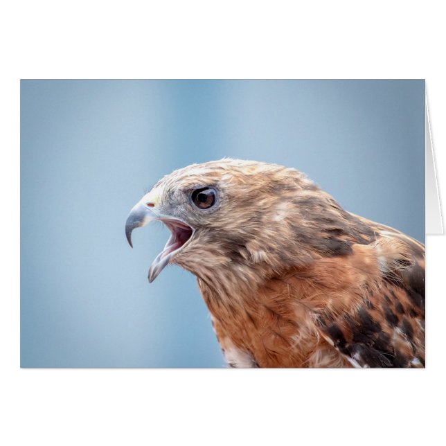 Red Shouldered Hawk on a rock (Front Horizontal)