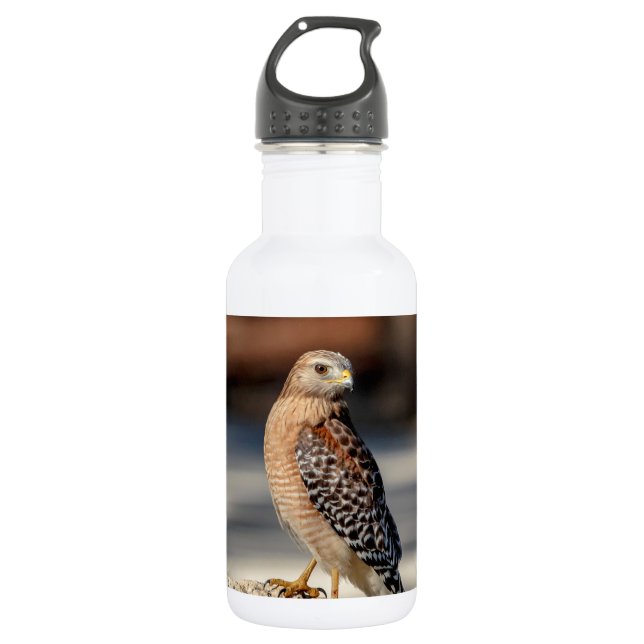Red Shouldered Hawk on a rock 532 Ml Water Bottle (Front)