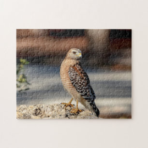Red Shouldered Hawk on a rock Jigsaw Puzzle
