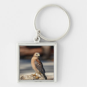 Red Shouldered Hawk on a rock Keychain
