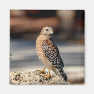 Red Shouldered Hawk on a rock Magnet