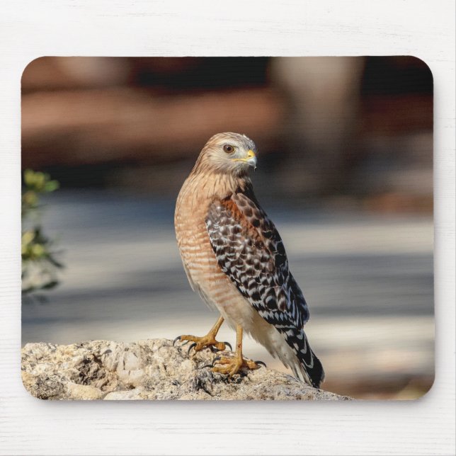 Red Shouldered Hawk on a rock Mouse Pad (Front)