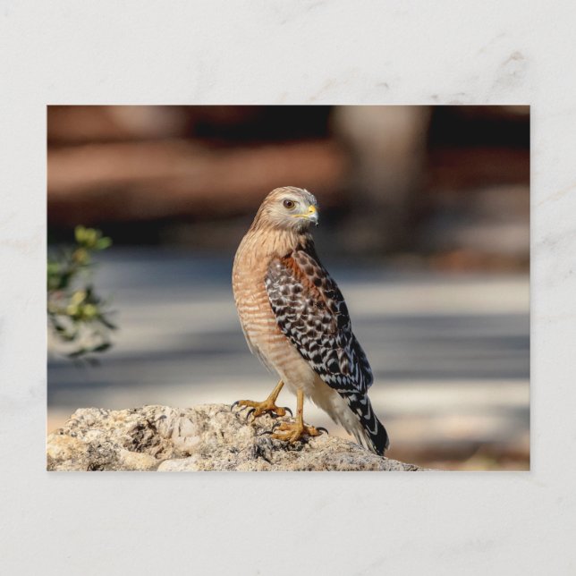 Red Shouldered Hawk on a rock Postcard (Front)
