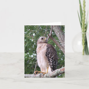 Red Shouldered Hawk Photo Folded Note Card