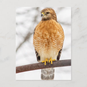 Red-Shouldered Hawk Postcard