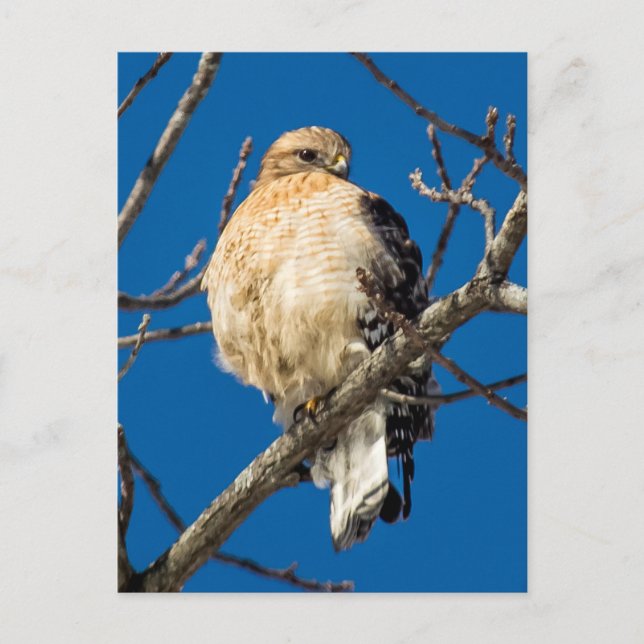 Red Shouldered Hawk Postcard (Front)