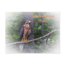 Red Shouldered Hawk
