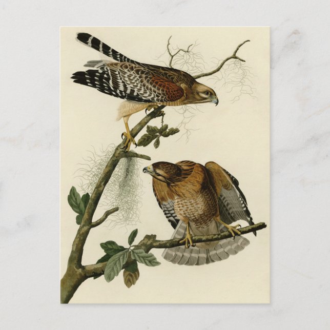 Red shouldered Hawk Postcard (Front)