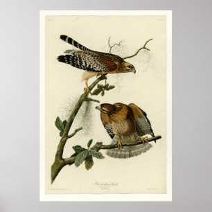 Red shouldered Hawk Poster