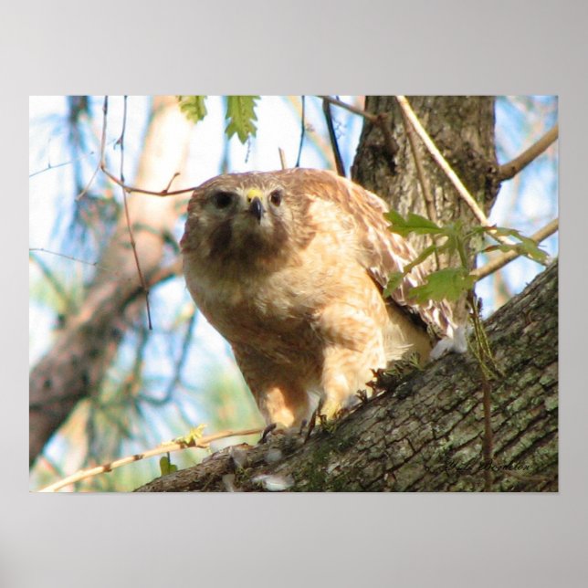 Red-shouldered Hawk Poster (Front)