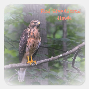 Red Shouldered Hawk Square Sticker