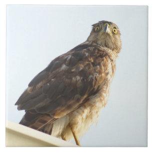 Red-Shouldered hawk Tile