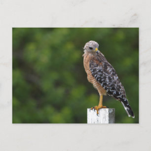 Red Shouldered Hawk Wildlife Photograph Nature Postcard
